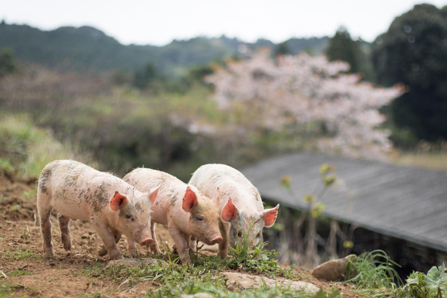 การเลี้ยงหมูในระบบเปิด