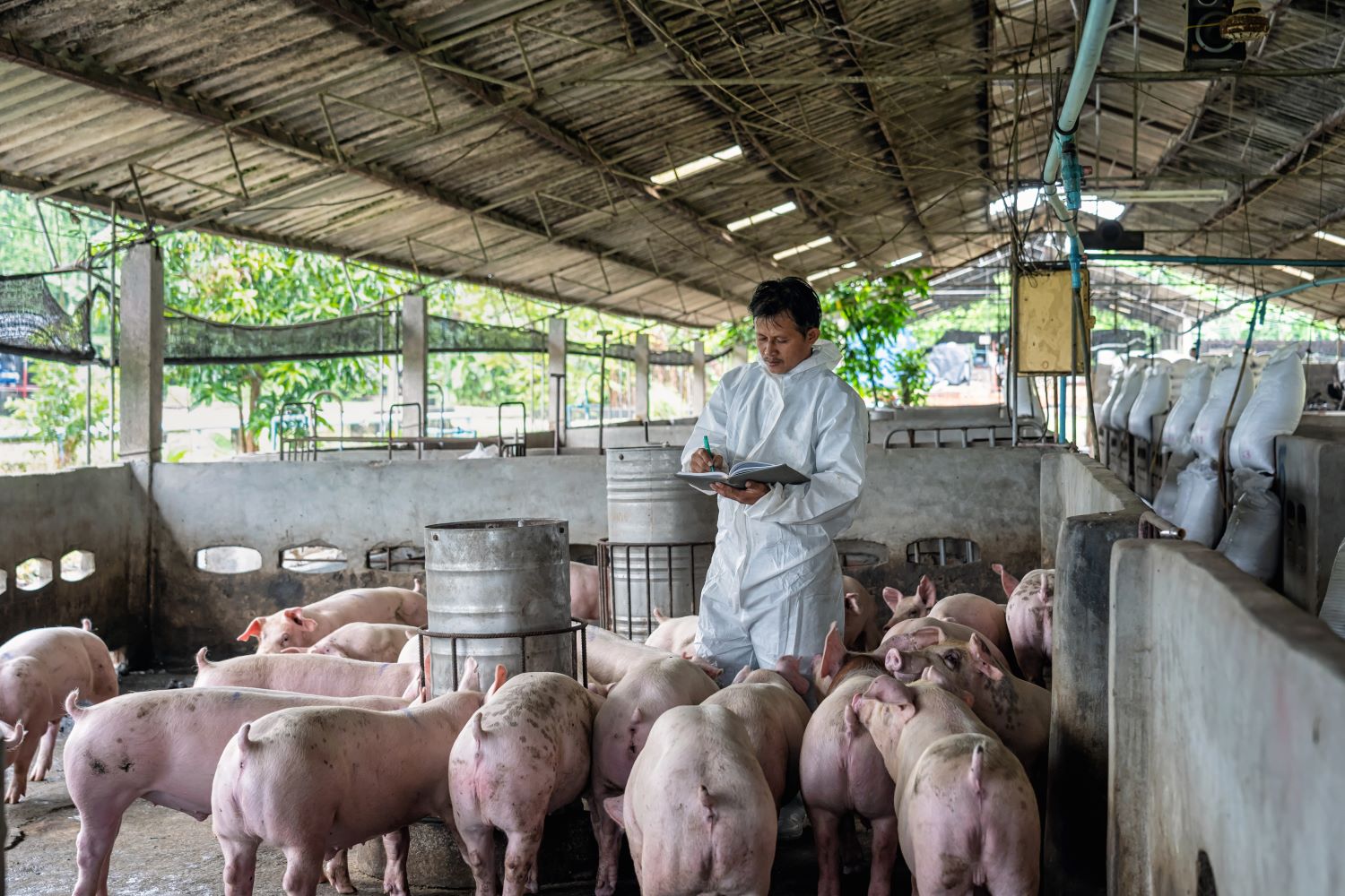 ฟาร์มหมูยุคใหม่