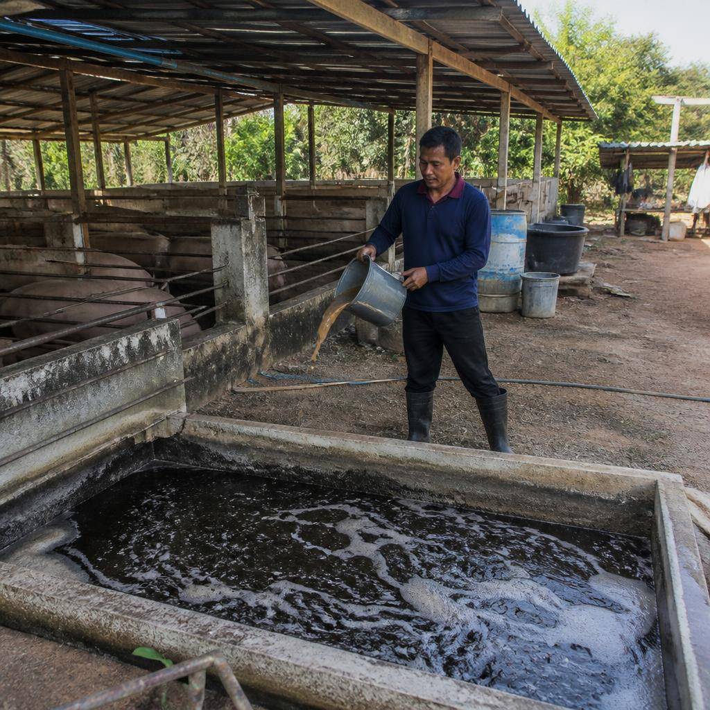 สูตรจัดการมูลหมูและน้ำเสียในฟาร์มให้ลดกลิ่นและลดผลกระทบชุมชน